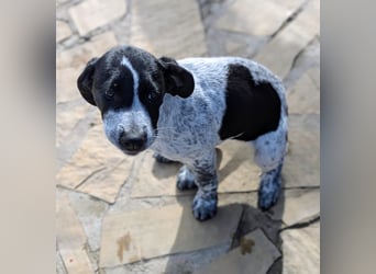 Kleine Juna sucht eine Familie