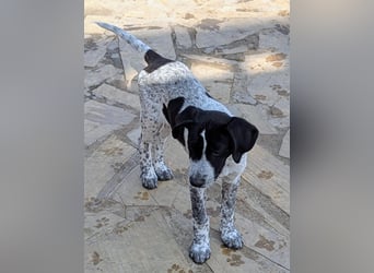 Kleine Juna sucht eine Familie