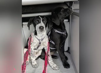 Kleine Juna sucht eine Familie