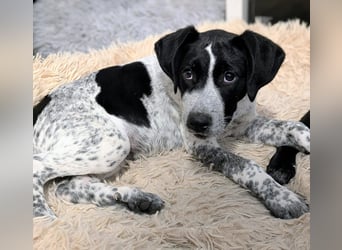 Kleine Juna sucht eine Familie