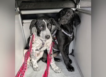 Kleine Juna sucht eine Familie