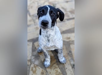 Kleine Juna sucht eine Familie