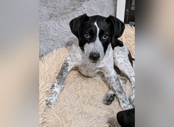 Kleine Juna sucht eine Familie