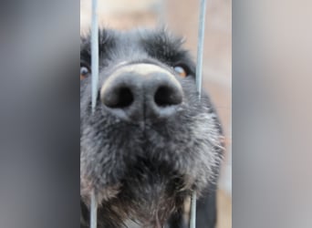 HARRY, Deutsch-Drahthaar-Mix, Rüde, 9 Jahre, 63 cm, Mischling, Tierschutz Rumänien