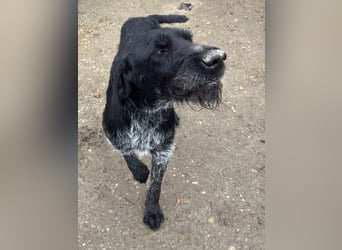 HARRY, Deutsch-Drahthaar-Mix, Rüde, 9 Jahre, 63 cm, Mischling, Tierschutz Rumänien
