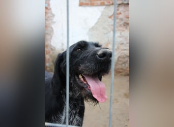HARRY, Deutsch-Drahthaar-Mix, Rüde, 9 Jahre, 63 cm, Mischling, Tierschutz Rumänien