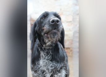 HARRY, Deutsch-Drahthaar-Mix, Rüde, 9 Jahre, 63 cm, Mischling, Tierschutz Rumänien
