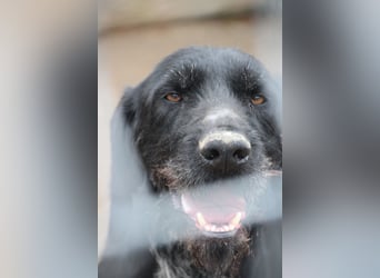 HARRY, Deutsch-Drahthaar-Mix, Rüde, 9 Jahre, 63 cm, Mischling, Tierschutz Rumänien