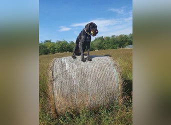 Atlas, wunderschöner Deutsch Drahthaar sucht sportliche Menschen