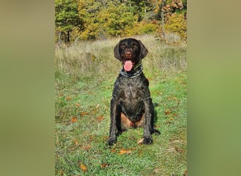 Atlas, wunderschöner Deutsch Drahthaar sucht sportliche Menschen