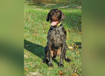 Atlas, wunderschöner Deutsch Drahthaar sucht sportliche Menschen