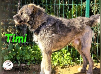 Timi 09/2023 (ESP) - aufgeschlossener und liebevoller, freundlicher Drahthaar-Mix!