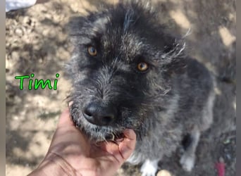 Timi ♥️09/2023 (ESP) - aufgeschlossener und liebevoller, freundlicher Drahthaar-Mix!