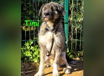 Timi 09/2023 (ESP) - aufgeschlossener und liebevoller, freundlicher Drahthaar-Mix!