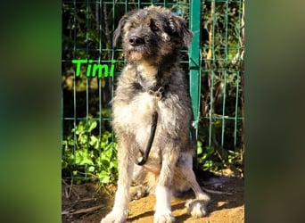 Timi 09/2023 (ESP) - aufgeschlossener und liebevoller, freundlicher Drahthaar-Mix!