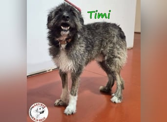 Timi ♥️09/2023 (ESP) - aufgeschlossener und liebevoller, freundlicher Drahthaar-Mix!