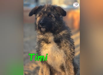 Timi 09/2023 (ESP) - aufgeschlossener und liebevoller, freundlicher Drahthaar-Mix!