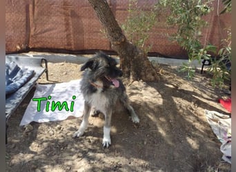 Timi ♥️09/2023 (ESP) - aufgeschlossener und liebevoller, freundlicher Drahthaar-Mix!