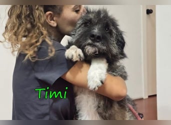 Timi ♥️09/2023 (ESP) - aufgeschlossener und liebevoller, freundlicher Drahthaar-Mix!
