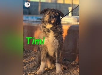 Timi ♥️09/2023 (ESP) - aufgeschlossener und liebevoller, freundlicher Drahthaar-Mix!