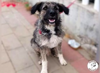 Timi 09/2023 (ESP) - aufgeschlossener und liebevoller, freundlicher Drahthaar-Mix!