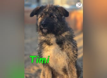 Timi ♥️09/2023 (ESP) - aufgeschlossener und liebevoller, freundlicher Drahthaar-Mix!
