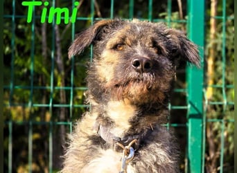 Timi 09/2023 (ESP) - aufgeschlossener und liebevoller, freundlicher Drahthaar-Mix!
