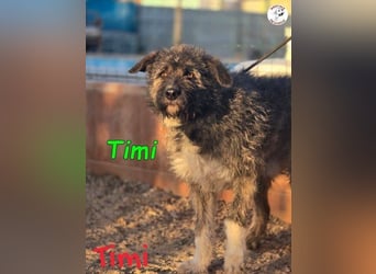 Timi ♥️09/2023 (ESP) - aufgeschlossener und liebevoller, freundlicher Drahthaar-Mix!