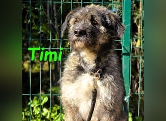 Timi 09/2023 (ESP) - aufgeschlossener und liebevoller, freundlicher Drahthaar-Mix!