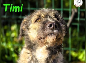 Timi 09/2023 (ESP) - aufgeschlossener und liebevoller, freundlicher Drahthaar-Mix!