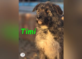 Timi ♥️09/2023 (ESP) - aufgeschlossener und liebevoller, freundlicher Drahthaar-Mix!