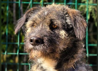 Timi 09/2023 (ESP) - aufgeschlossener und liebevoller, freundlicher Drahthaar-Mix!