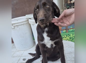 Kasper - schokobrauner junger Bub