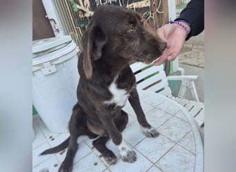 Kasper - schokobrauner junger Bub