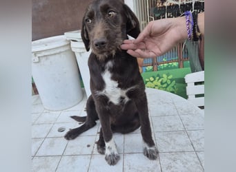 Kasper - schokobrauner junger Bub