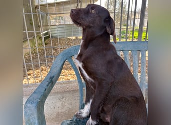 Kasper - schokobrauner junger Bub