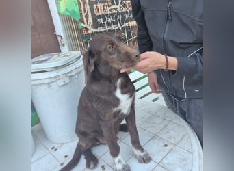 Kasper - schokobrauner junger Bub