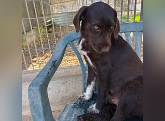 Kasper - schokobrauner junger Bub