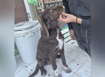 Kasper - schokobrauner junger Bub