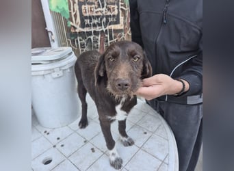 Kasper - schokobrauner junger Bub