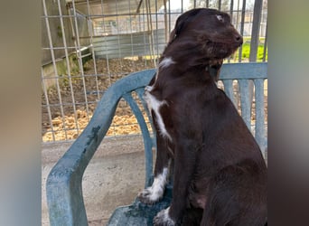 Kasper - schokobrauner junger Bub