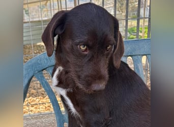 Kasper - schokobrauner junger Bub