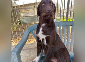 Kasper - schokobrauner junger Bub