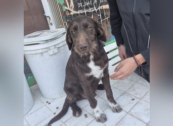 Kasper - schokobrauner junger Bub