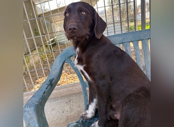 Kasper - schokobrauner junger Bub