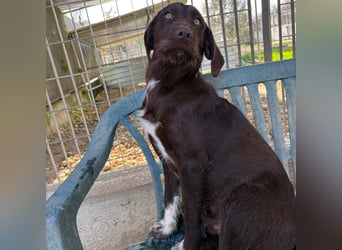 Kasper - schokobrauner junger Bub