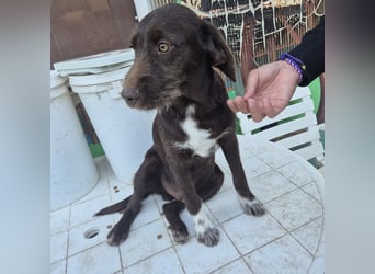 Kasper - schokobrauner junger Bub