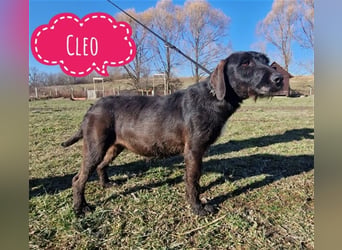 Cleo eine ängstliche Hündin
