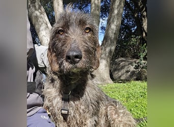 Trenedda: für sie nur noch das Beste