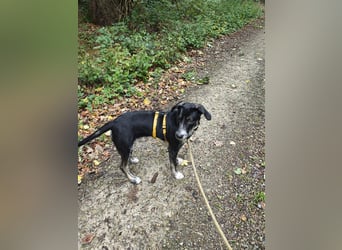 Christiana: aufgeweckte Struwelmaus